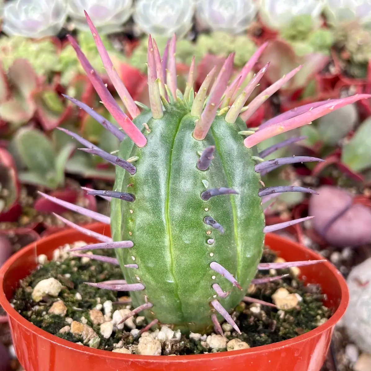 Euphorbia ferox cactus 4'' Succulent - TikTok Shop