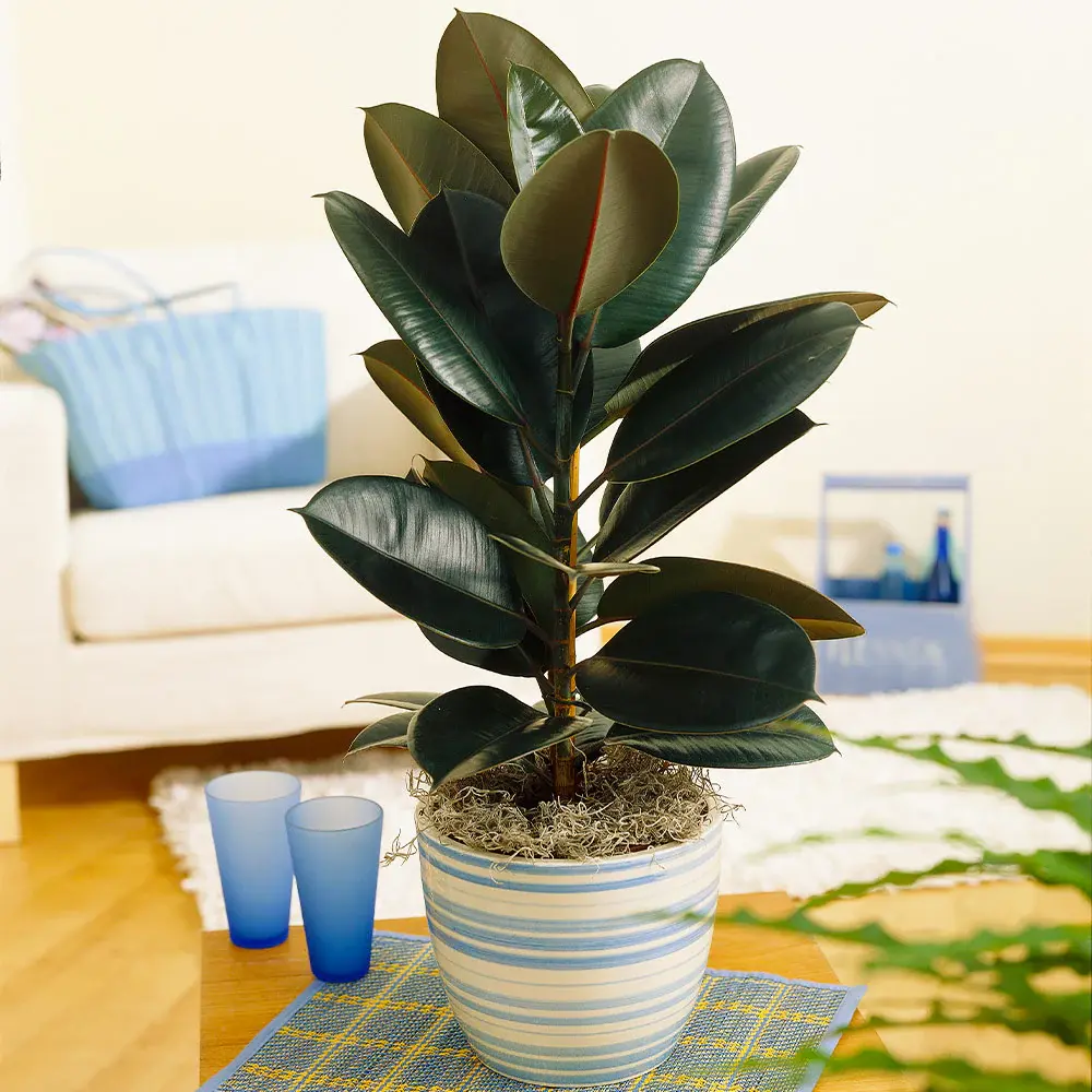 Ficus Elastica Rubber Tree Live Plant - Low-Maintenance Indoor Evergreen Foliage, Air-Purifying Houseplant for Home Office Decor