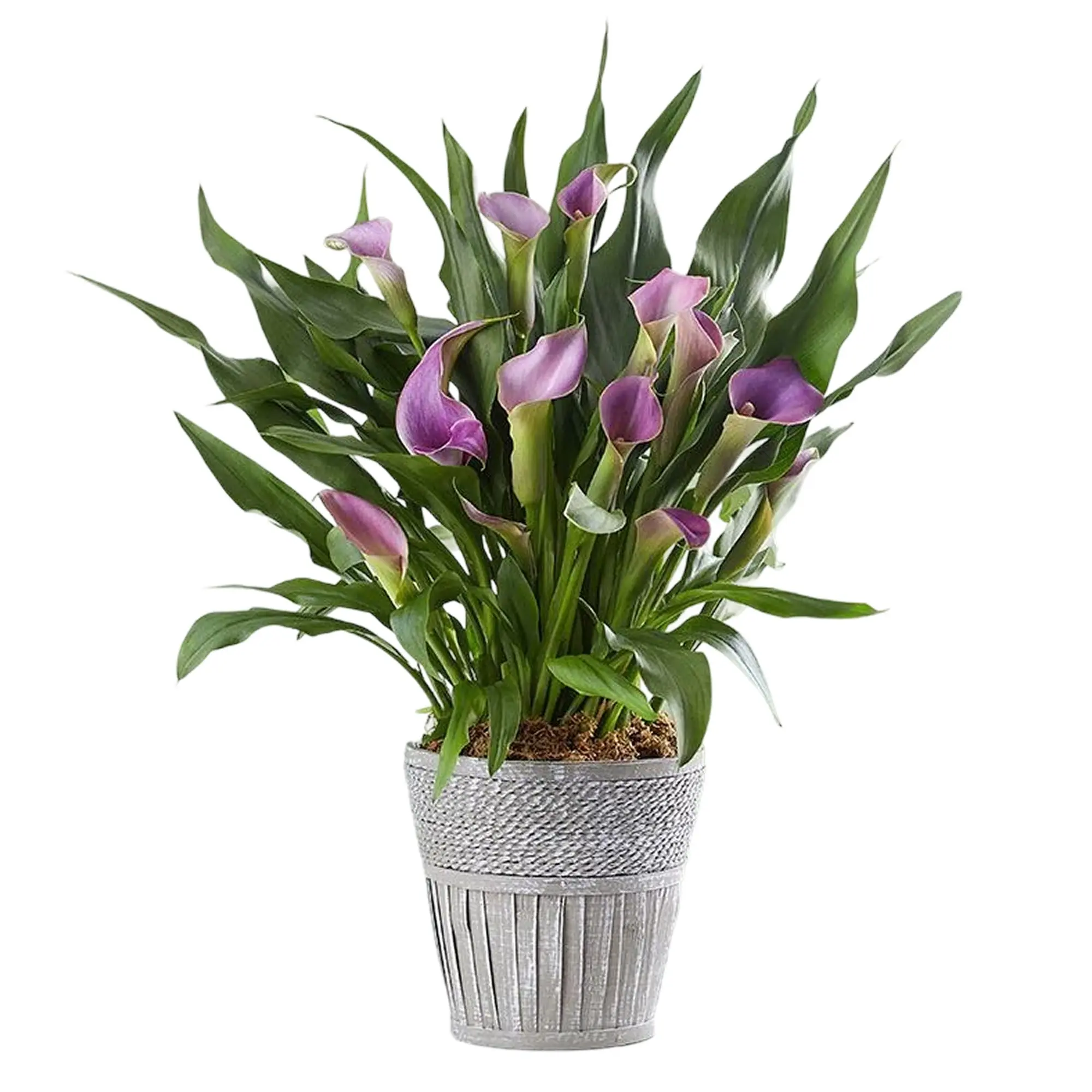1800 Flowers - Elegant Calla Lily Purple Large