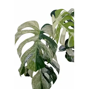 4” Monstera Deliciosa Mint