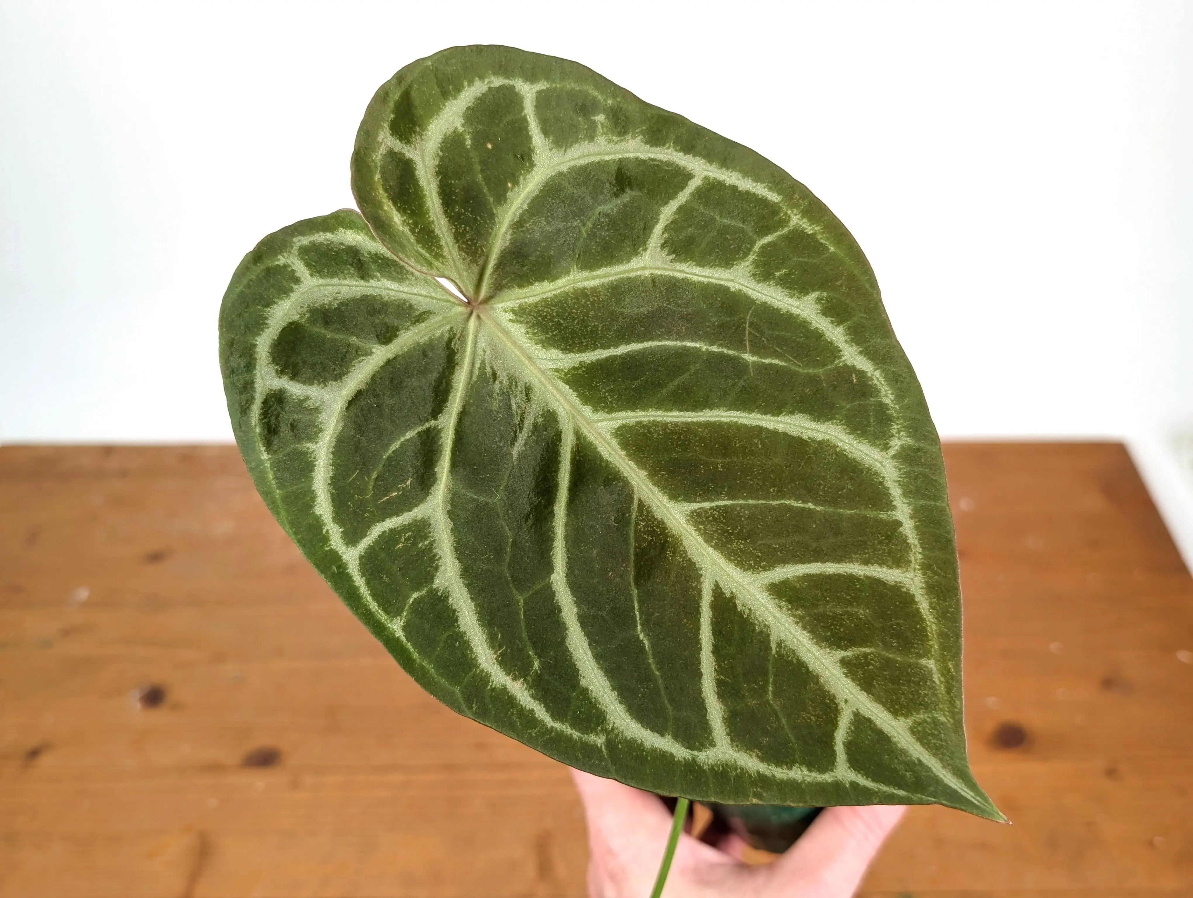Anthurium Blushed Forget (Forgetii x Silver Blush)