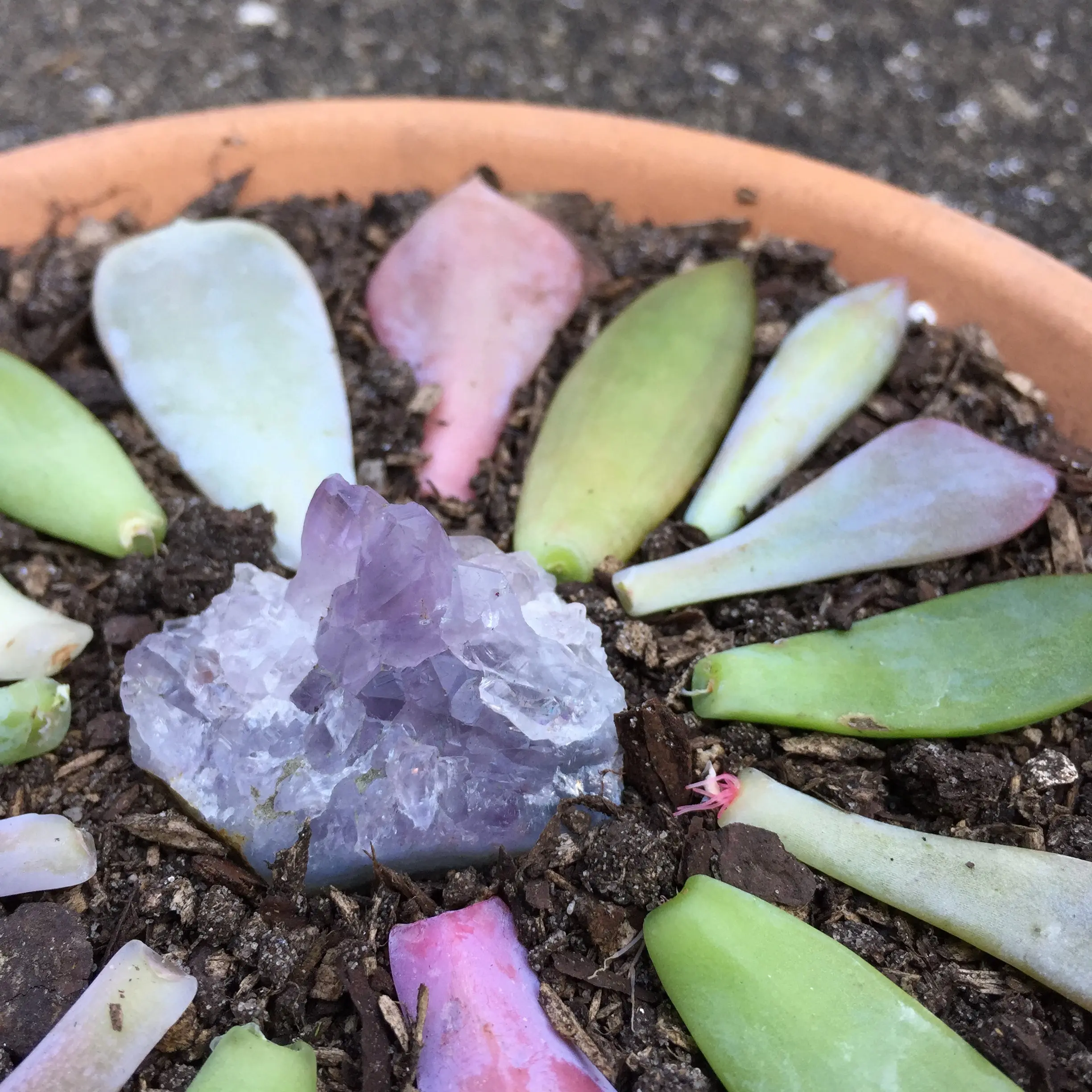 Succulent Leaf Propagation Kit