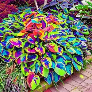 800 pcs Hosta Seeds – Beginner-Friendly Plants for Shaded Corners