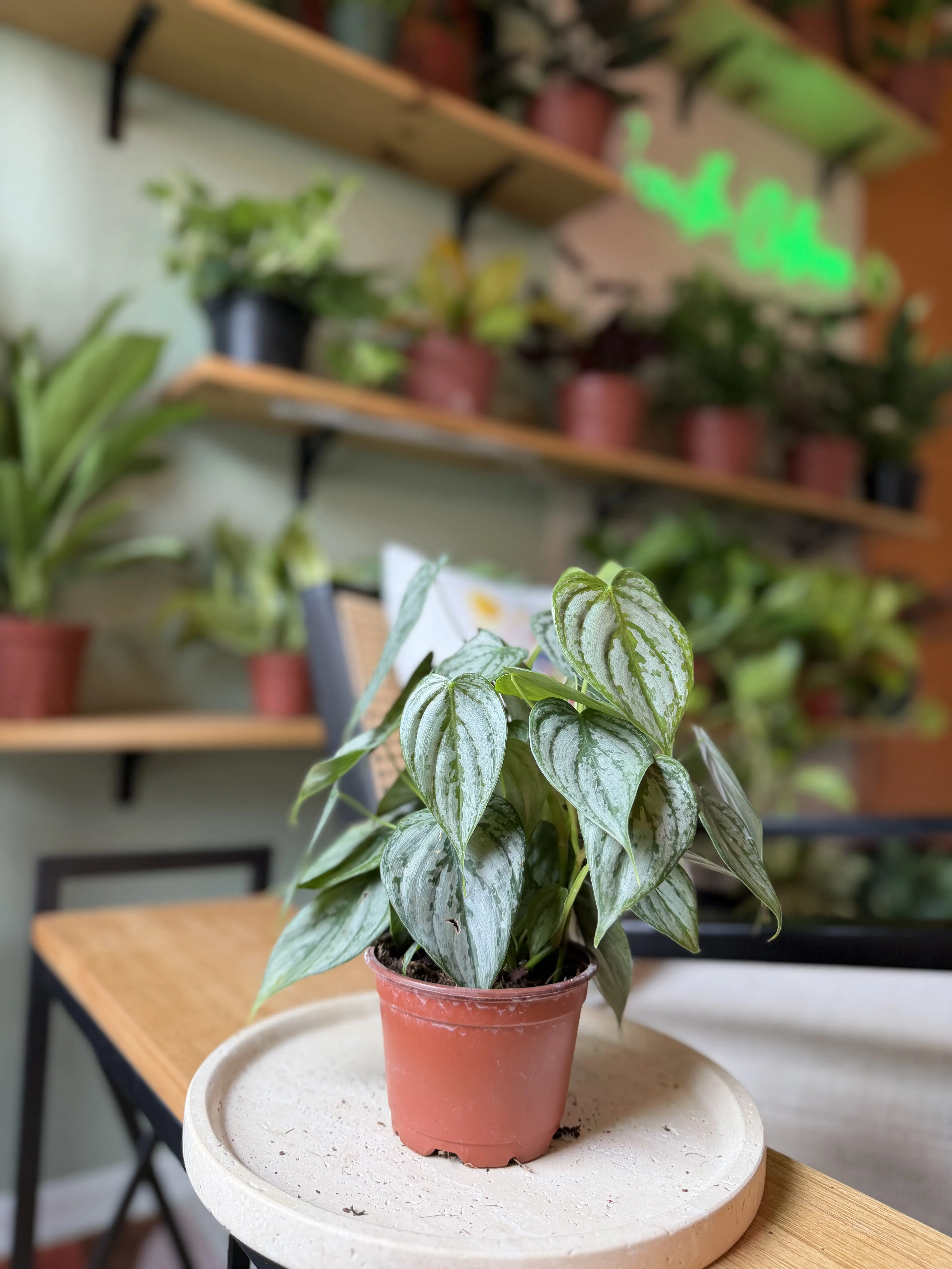 4" Philodendron Brandtianum | Easy Trailing Houseplant