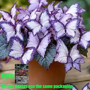 Purple Hosta Seeds Stunning Perennial Beauty for Easy Outdoor Gardening-2