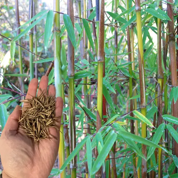 50 Sunset Glow Bamboo Seeds