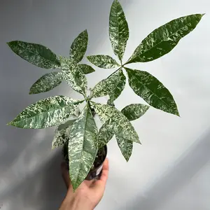 Variegated Money Tree 4” Pot | Rare Pachira Aquatica House Plant | Feng Shui Indoor Plant | Easy Care Collector’s Plant