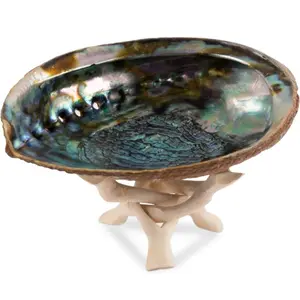 Abalone Shell