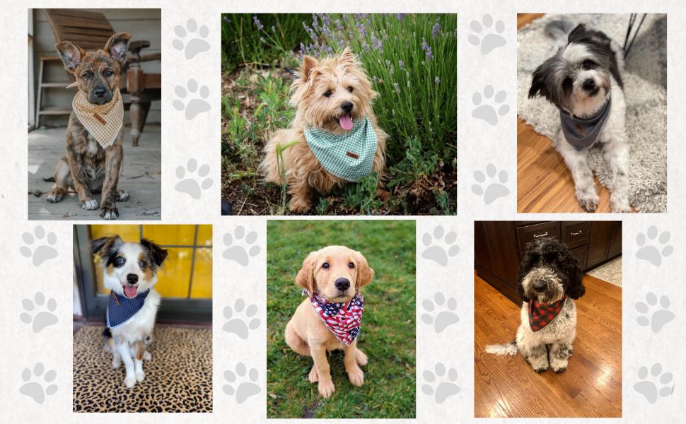 Lionet Paws Dog Bandana for Small, Medium, Large Dogs & Cats - Triangle Bibs Scarf for Girl or Boy