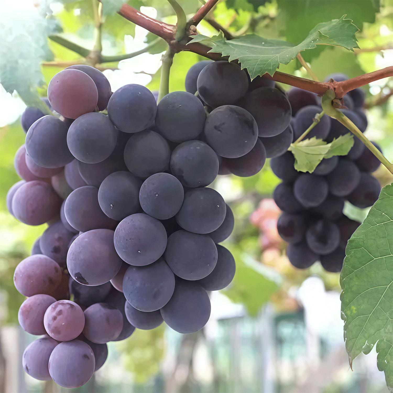 Backyard Gardening Grape Vine Plant Starter, Easy Garden Fruit Plant for Outdoor Growing