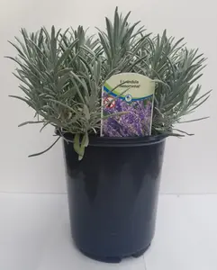 Live Lavender Phenomenal Plant 2.5 Quart Pot Hardy Perennial Herb
