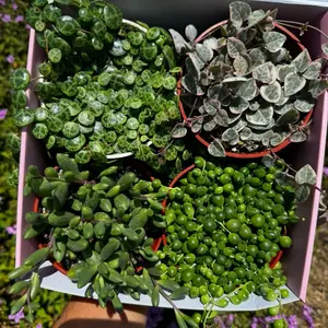 Bundle String of Things Live Plants for Home Decor
