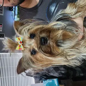 Random Color Cute Bowknot Decor Pet Hair Accessories, 1 Set Colorful Pet Hair Bows, Fashionable Pet Hair Accessories for Small Dogs, Puppy & Cats