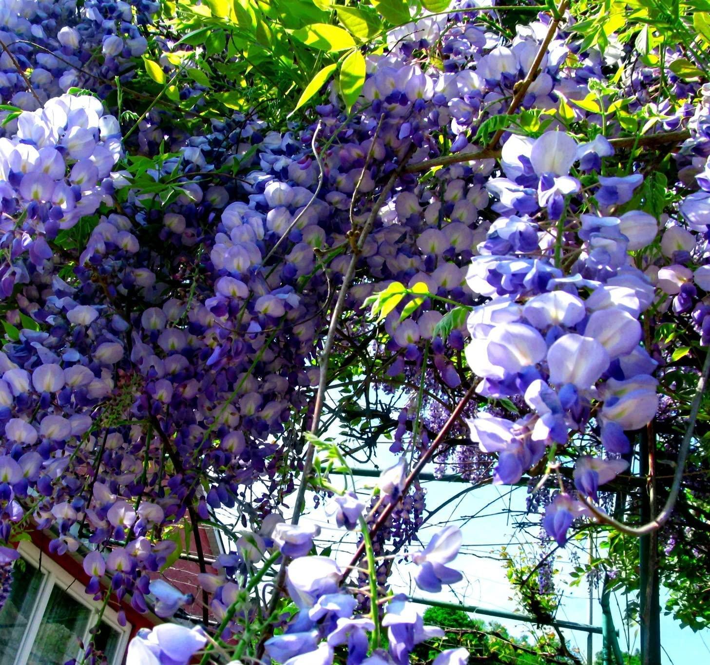 Generic 100pcs Wisteria Tree Seeds Mixed