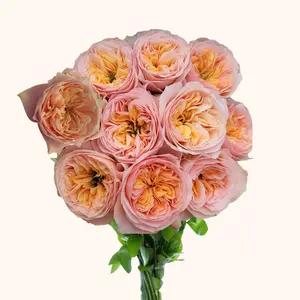Romantic Vuvuzela Fresh Garden Roses - 40cm-50cm Stem Length, 5cm Bloom Size, Fresh from Ecuador, 12-stem Bunches, Ideal for Arrangements