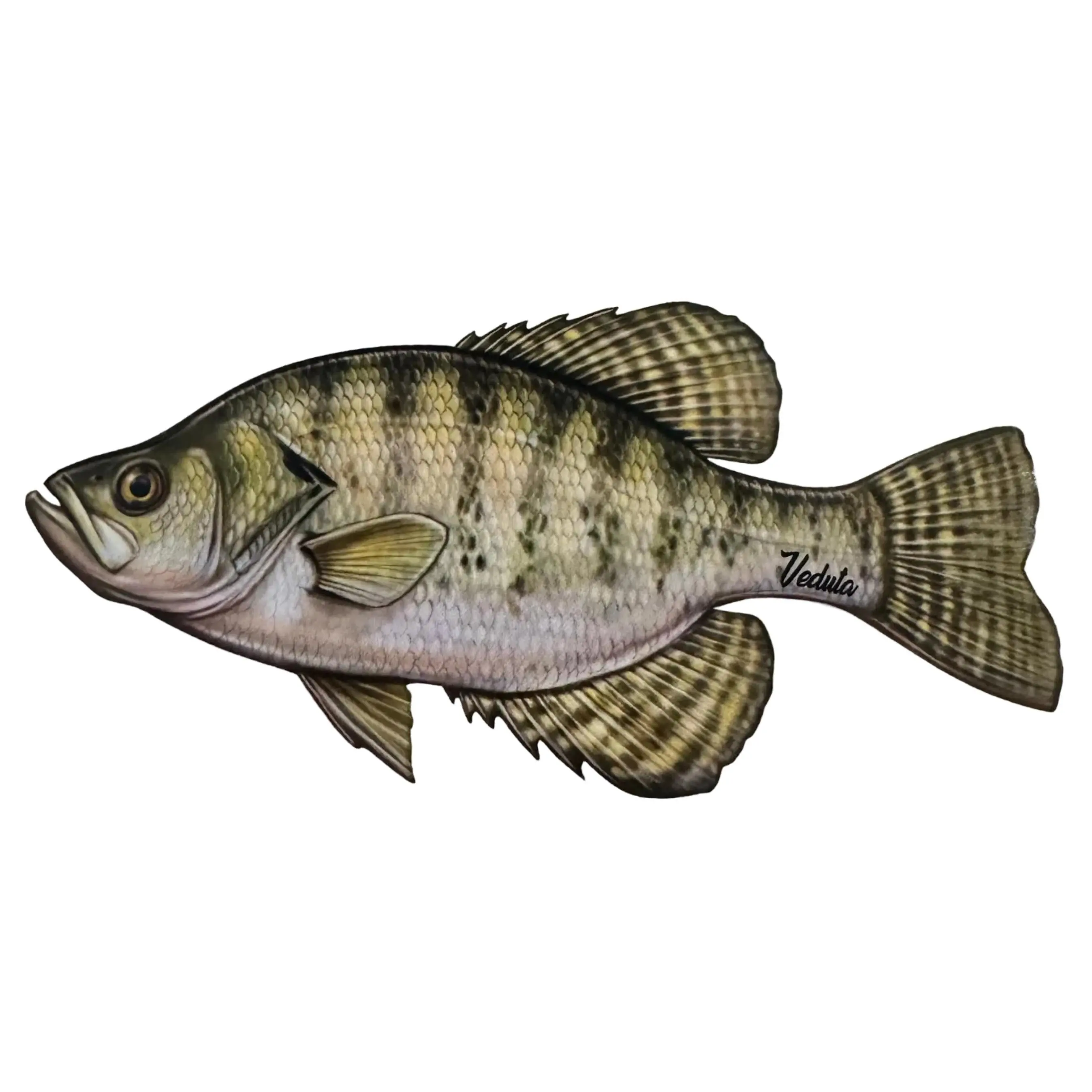 Freshwater Crappie Fishing Sticker for Boats, Coolers & Outdoor Gear