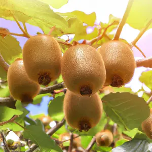 GARDEN 100+ Rare Golden Kiwi Fruit Seeds - Non- GMO Yellow Kiwi Seeds - Hardy Delicious Nutritious Kiwi Fruit - Fruits Survival Gear Food Seeds - Easy Grow & Harvest