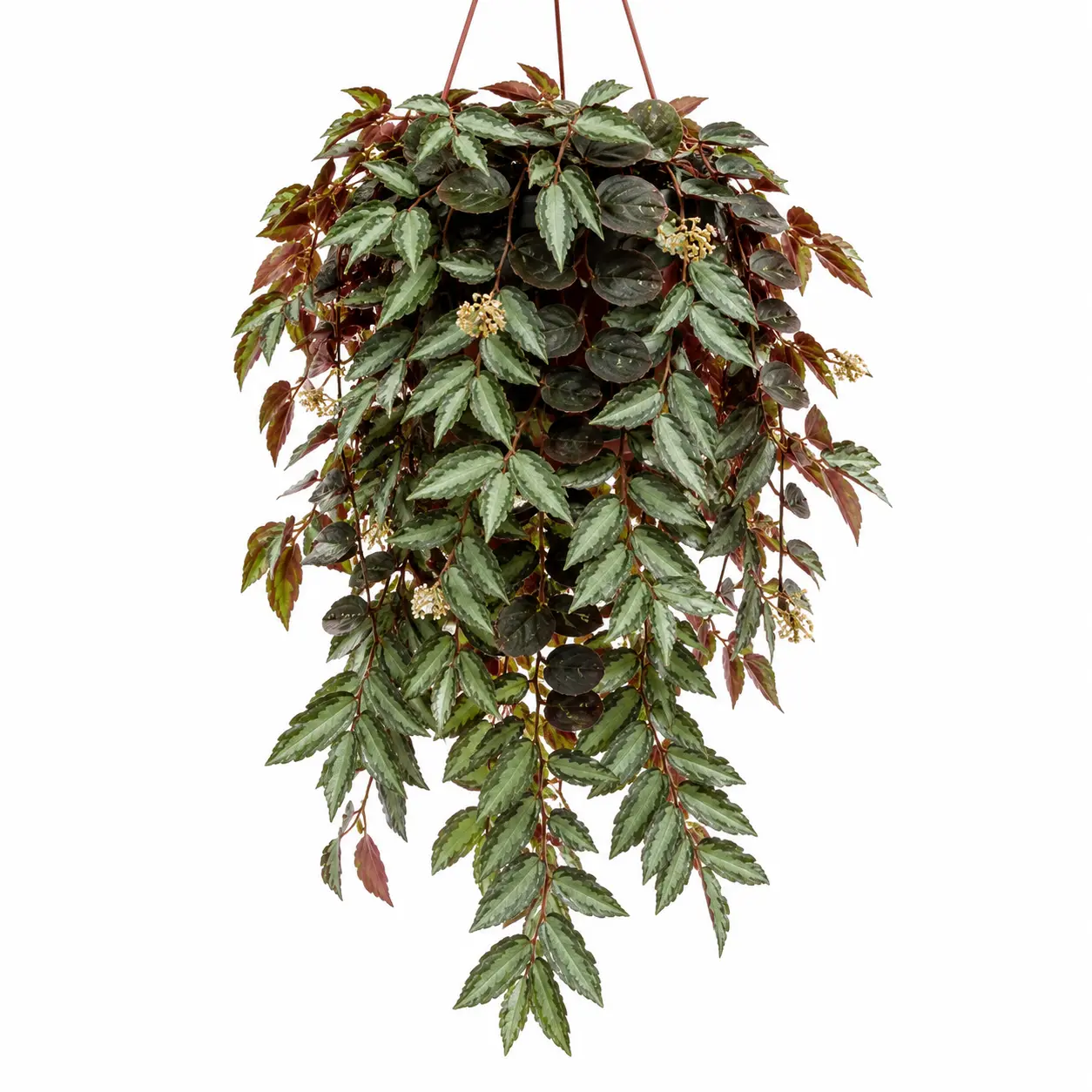 Watermelon Begonia Live Plant – Rare Silver Foliage Houseplant – 2 Inch Potted Starter Plant – Easy Care Indoor Tropical Plant