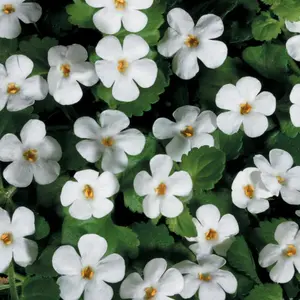 Snowstorm® Giant Snowflake® Bacopa