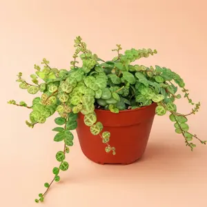 4" Peperomia Prostrata ‘String of Turtles’ - Indoor Live Plant, Small, Pet Friendly, Rare Plant, Beginner Friendly, Bright Light, Perfect Gift, Hanging Basket, Houseplant