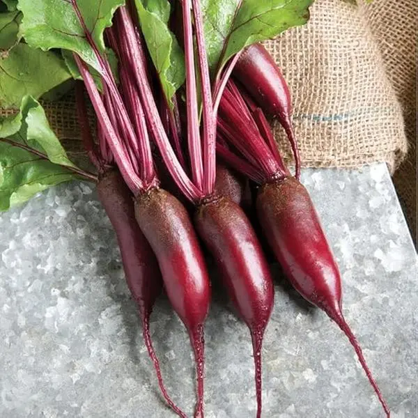 600 Cylindra Beet Seeds for Planting 14 Grams of Seeds Survival Vegetable Garden Seeds Danish Beet Beta vulgaris