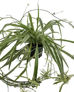 Reverse Variegated Spider Plant - Cleans the Air - 4" pot