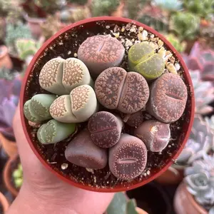 Succulent  Lithops - Living Stones [limited] in 4”pot
