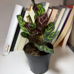 LZ05 Calathea Peacock Live Plant – 4 Inch Pot Peacock Prayer Plant Indoor Houseplant | Decorative Foliage Plant with Patterned Leaves | Beginner Friendly Indoor Gardening Plant | Natural Green Decor for Home & Office rare collector garden