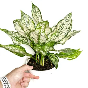6" Aglaonema First Diamond, Chinese Evergreen, Beginner Friendly Live Houseplant, Indoor Plant