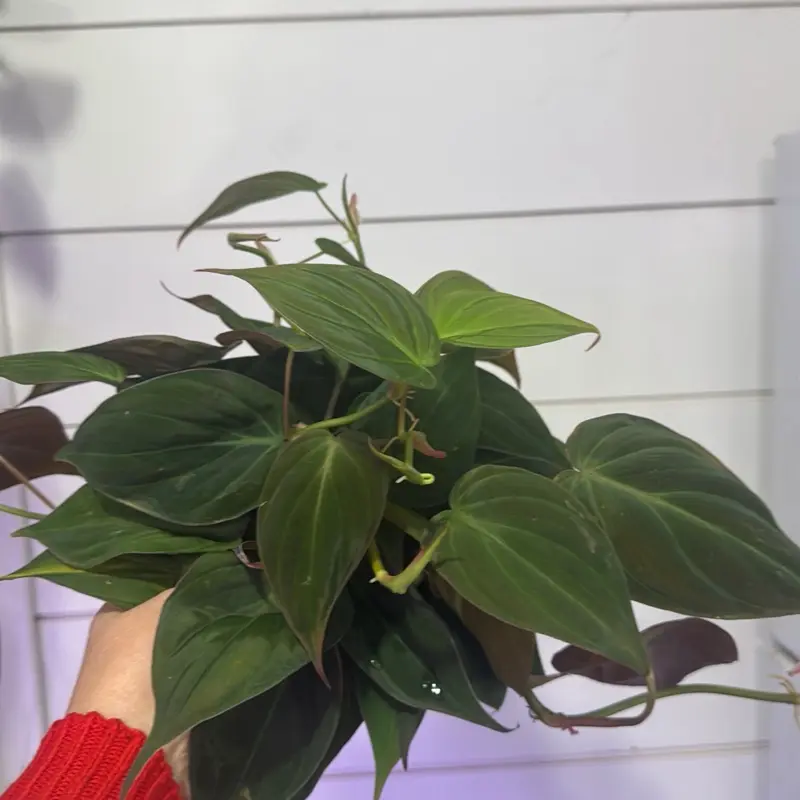 Philodendron Mican - Vibrant Green Foliage Houseplant for Indoor Decor