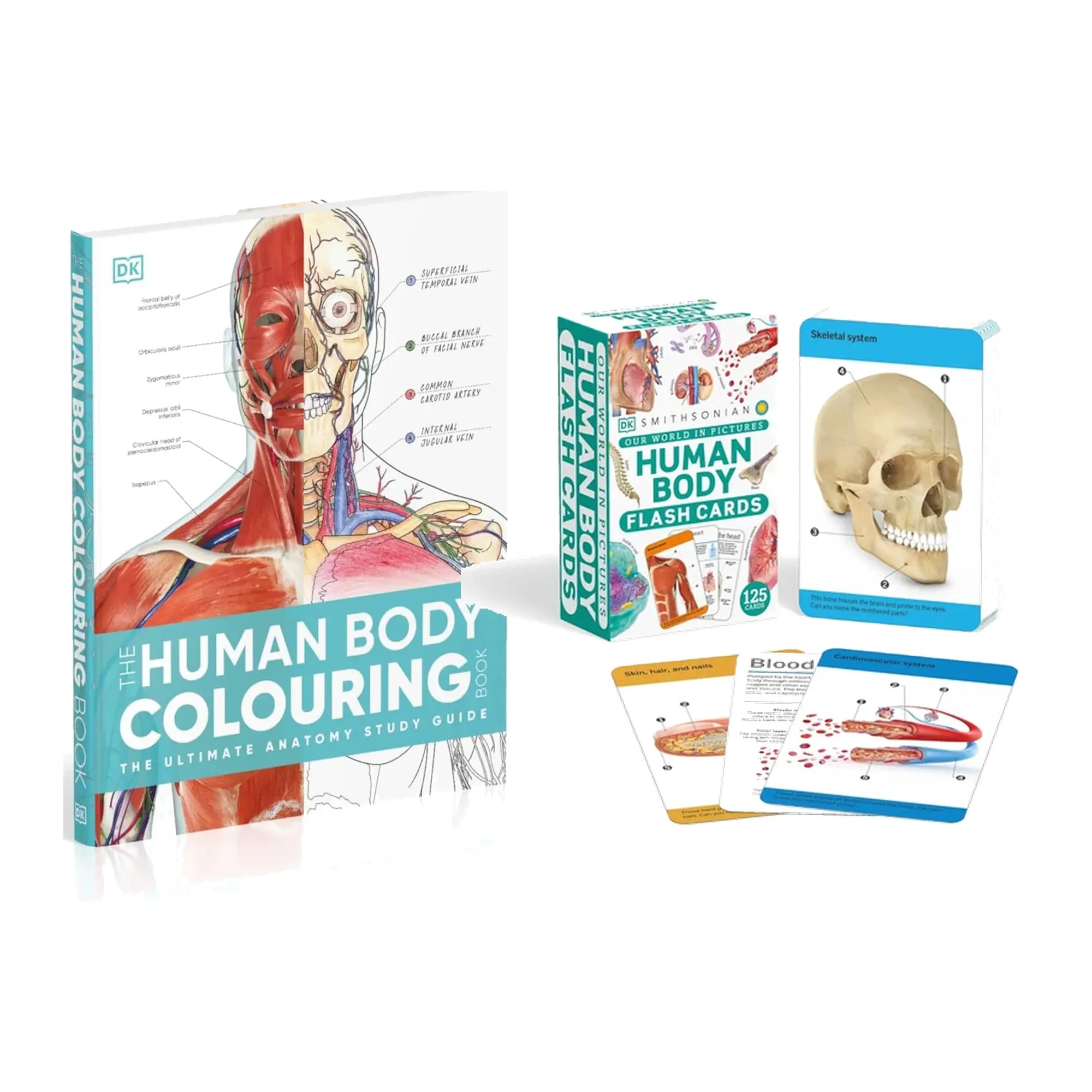 Anatomy Study Duo – Human Body Coloring Book + 125 Anatomy Flash Cards | 2-Piece Human Body Learning Set