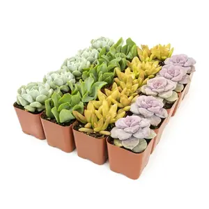 10 pack succ pet friendly bedroom Sculpture (2inch)