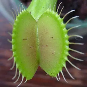 Beginner's Carnivorous Plant Set: 100 Pcs Flycatcher & Pitcher Seeds for Indoor Pots | Low Maintenance, All Seasons