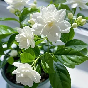 100pcs Jasmine Seeds – Fragrant White Blooms, Perfect for Home Gardens & Pots