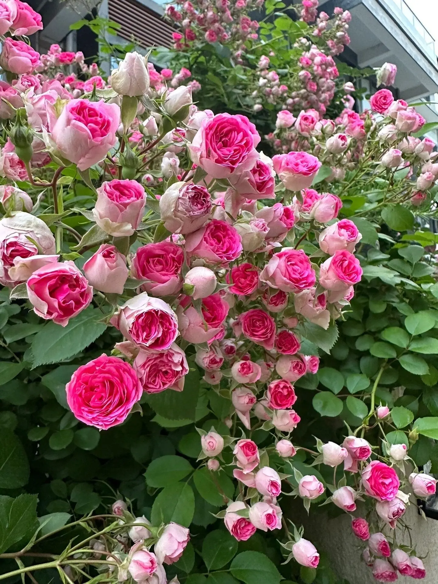 Climbing Rose【Rouge】1.5Gal Own-Root Live Plant| Award-winning Large-Flowered Climber| Spring Main Flush| Heat Resistant |Heavy-Bloomer