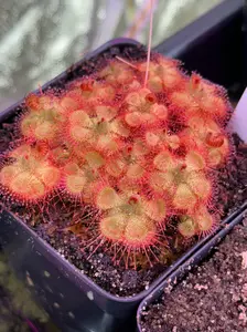 SEEDS - Drosera sessilifolia - Tropical Sundew - Carnivorous Plant