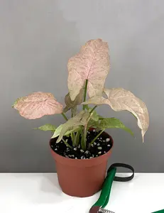 Syngonium Pink Spot