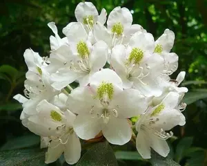 150 Rhododendron maximum Seeds  | Rosebay Seeds  | Great White Laurel