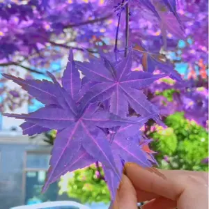 Ghost Purple Maple,Acer Palmatum,Japanese Maple Tree 100 Seeds Rare Color Tree Hardy Deciduous Shrub Striking Landscaping Plant Decor Garden,rought & Heat Tolerant | Perfect for Garden, Patio & Bonsai