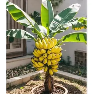 100 Seeds Ornamental Banana Tree Indoor Dwarf Perennial Flowers NON GMO