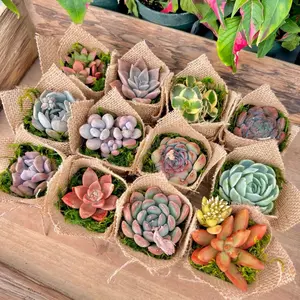 Burlap Wrapped Succulent: Rustic Party Favor