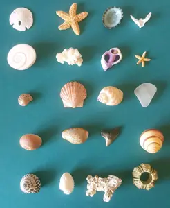 Inch and Under Small Seashells & Ocean Treasures Lot of 20