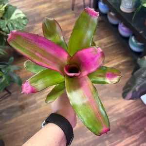 Neoregelia Asst.