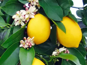 Lemon Tree - Meyer Lemon Grafted Tree 2-3 Ft Tall In 1 Gal - Grafted Citrus Tree - Lemon Trees Live Plant - Fruit Tropical Live Tree For Planting