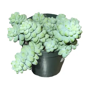 Burro's Tail Succulent 3.5" (Sedum morganianum)