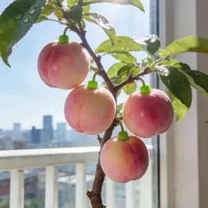 10 Peach Seeds for Planting, Non-GMO Fruit Tree Seeds, Easy to Grow Garden Seeds, Suitable for Indoor and Outdoor Planting, Seeds Only Not Live Plants