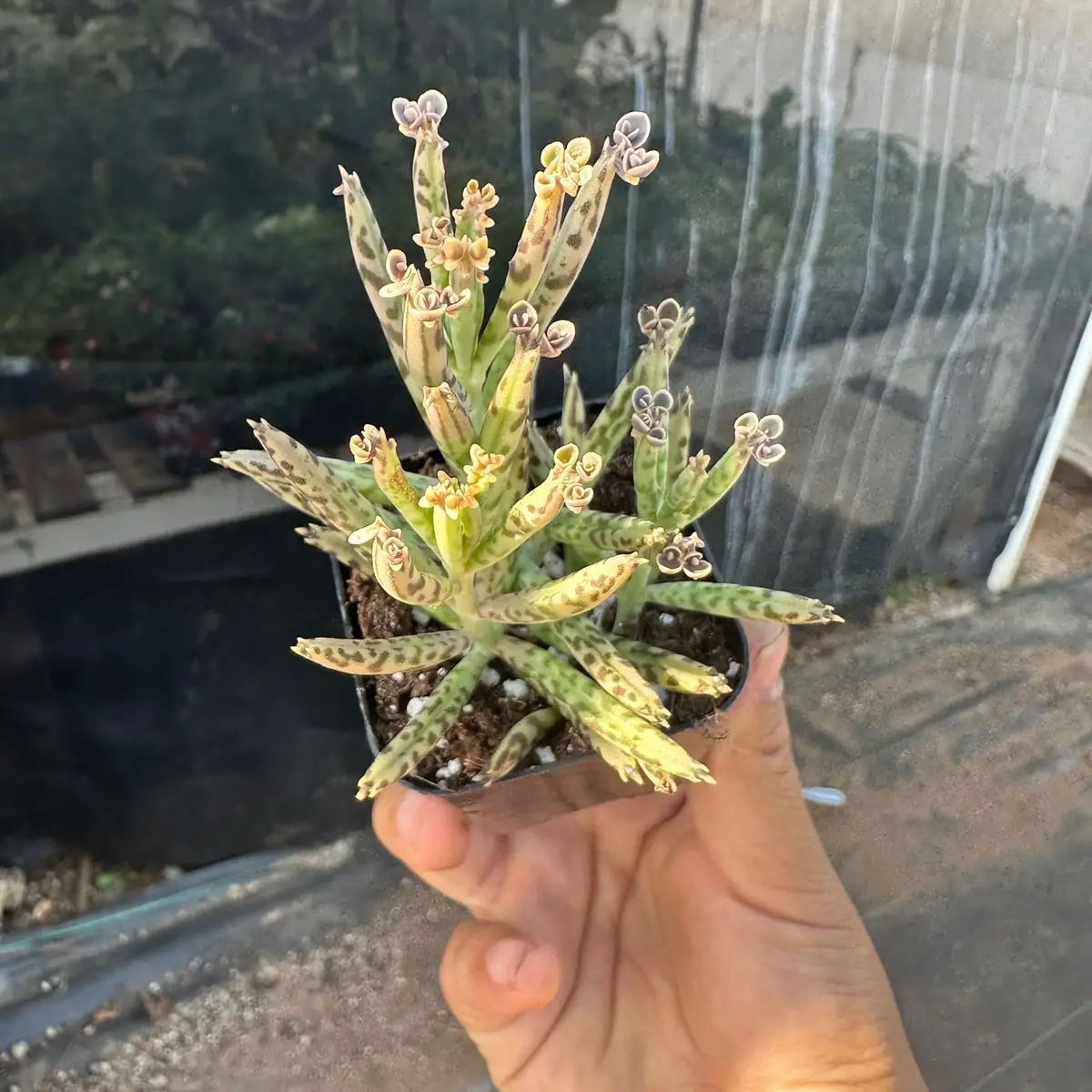 Mother of Millions 2 in pot Plant