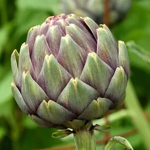 Heirloom Green Globe Artichoke Seeds - Organic and Regenerative Gardening Seeds
