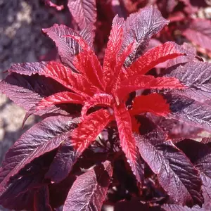 5000 Seeds Annual Amaranthus Molten Fire Deep Crimson Flower Seeds for Planting