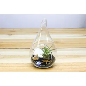 Teardrop Beach Terrarium with Black Sand & Air Plants